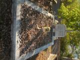 image of grave number 759910